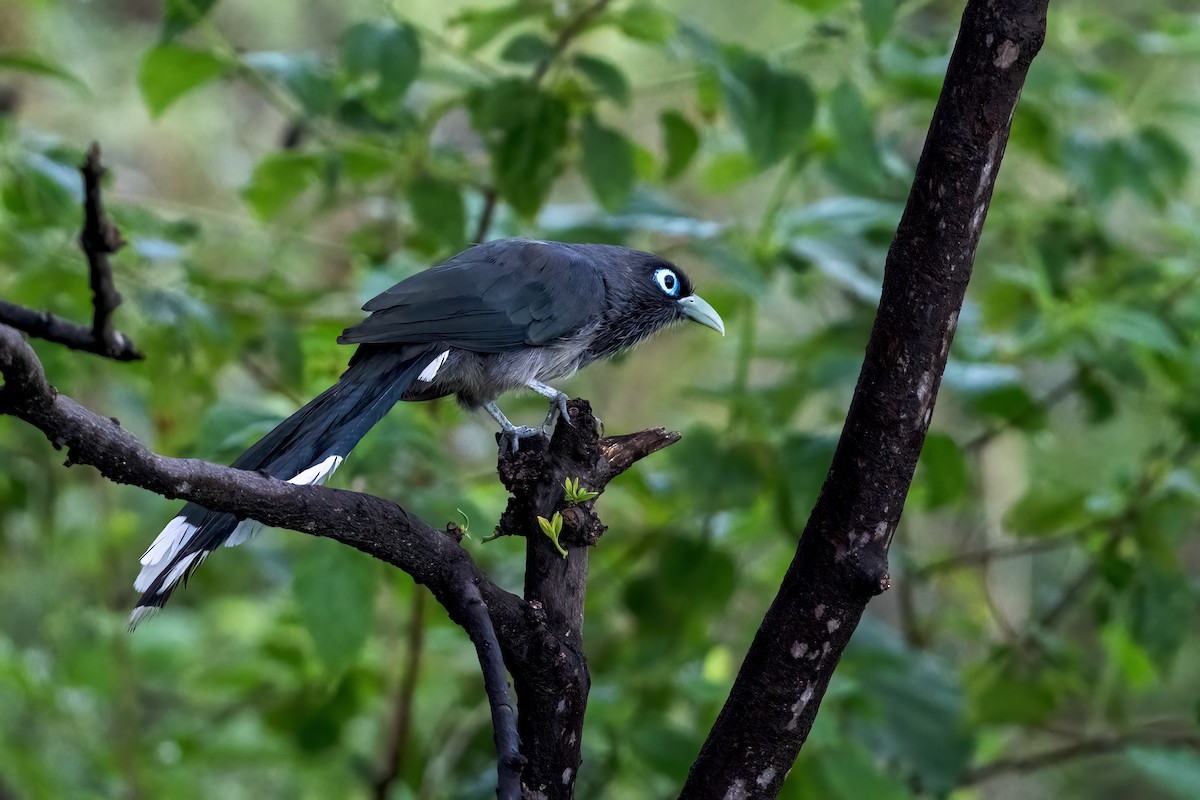 Blue-faced Malkoha - ML643812879
