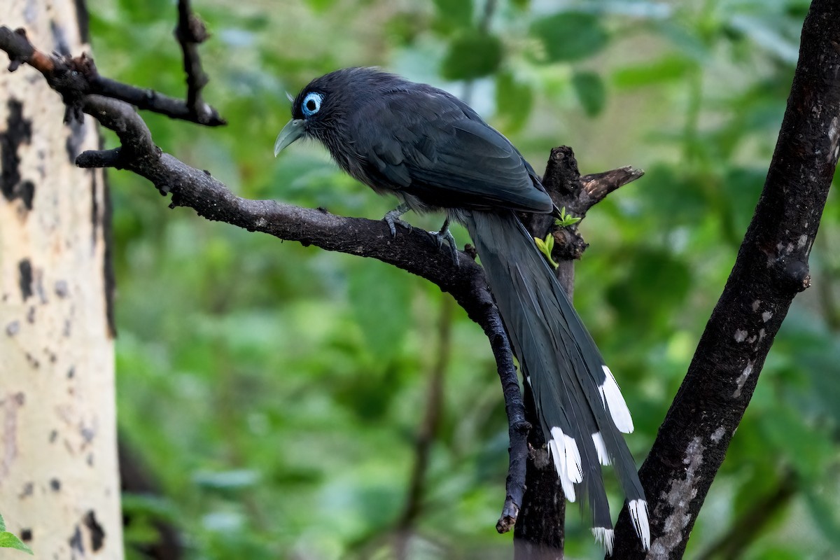 Blue-faced Malkoha - ML643812880