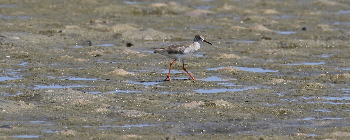 Common Redshank - ML643812885