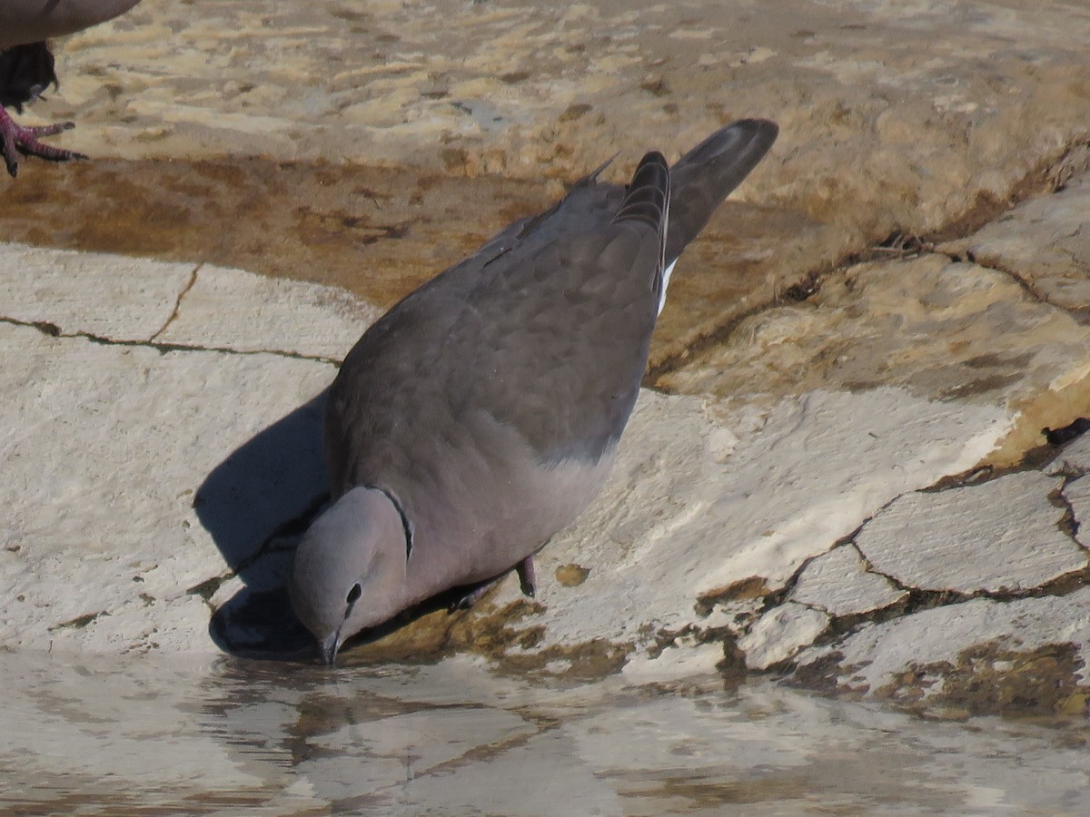 Ring-necked Dove - ML643812890