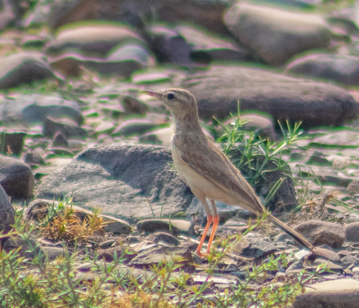 Long-billed Pipit - ML643812895