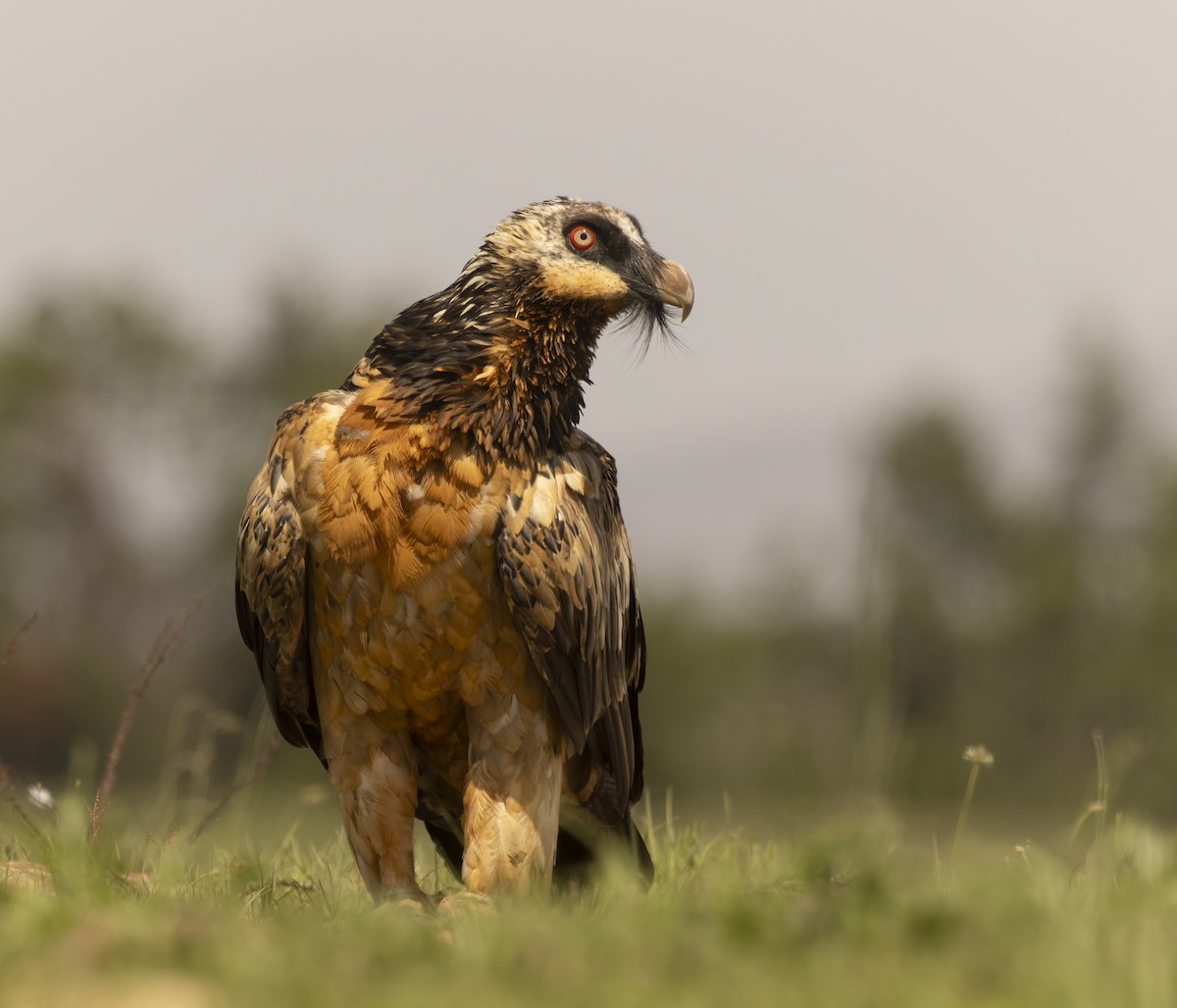 Bearded Vulture - ML643812898