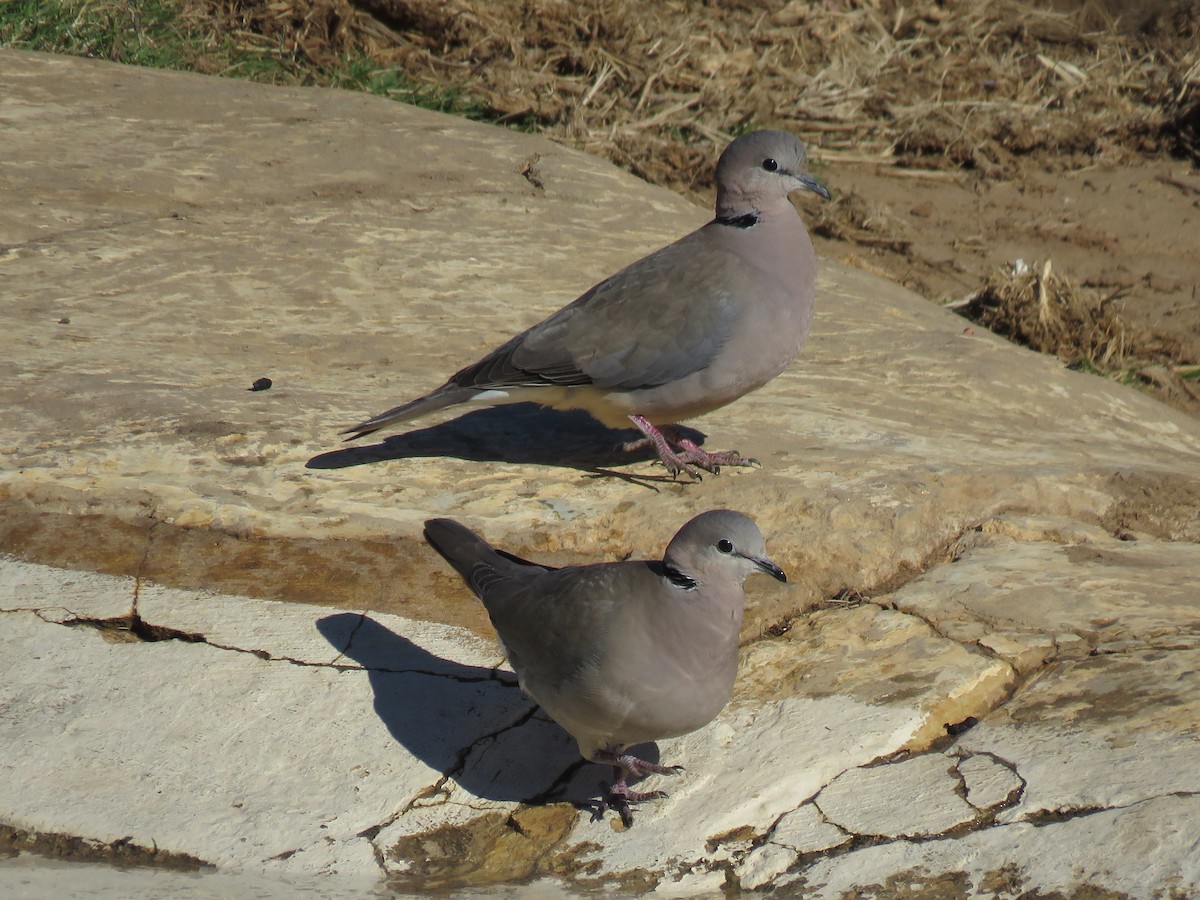 Ring-necked Dove - ML643812901