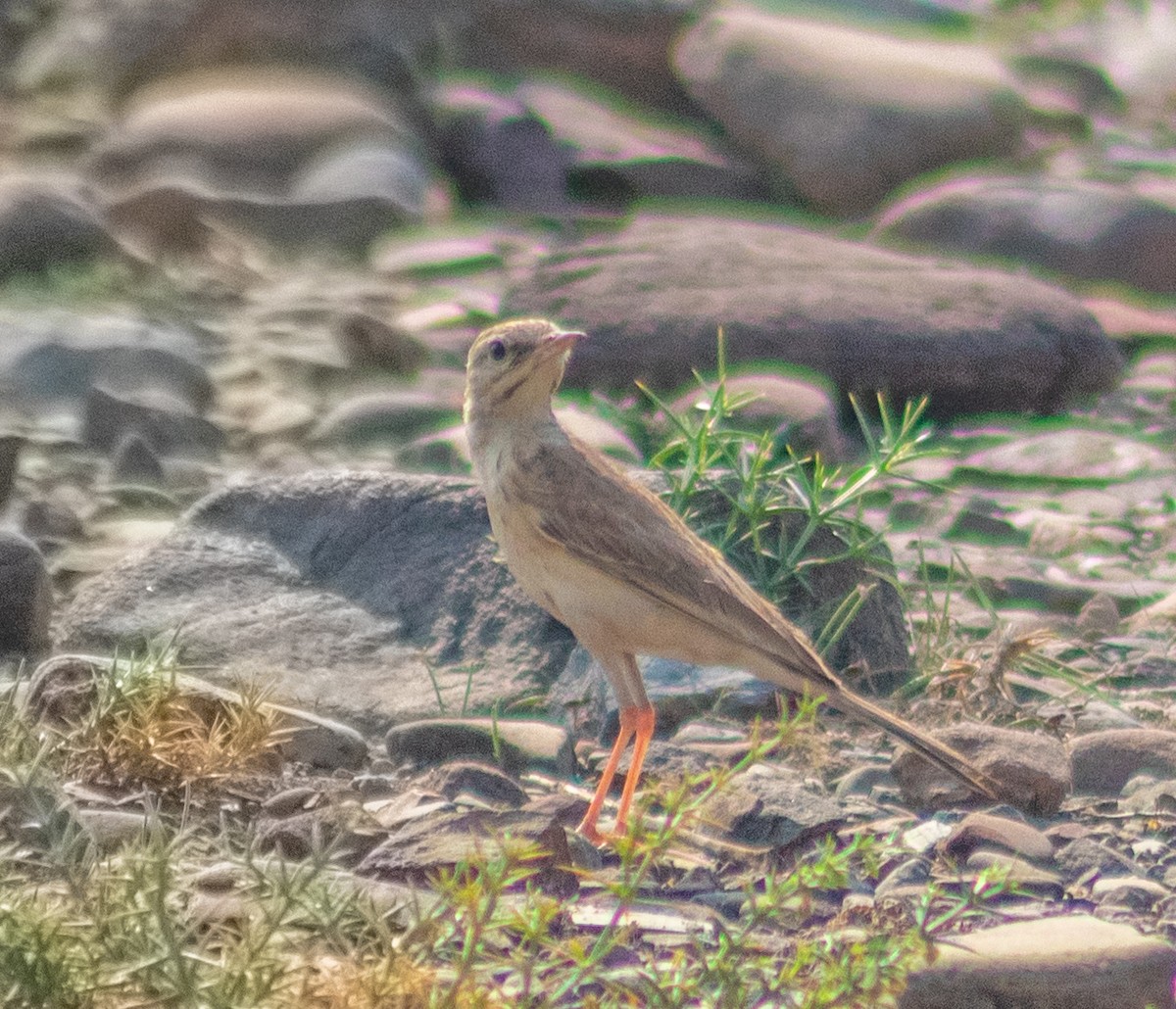 Long-billed Pipit - ML643812904