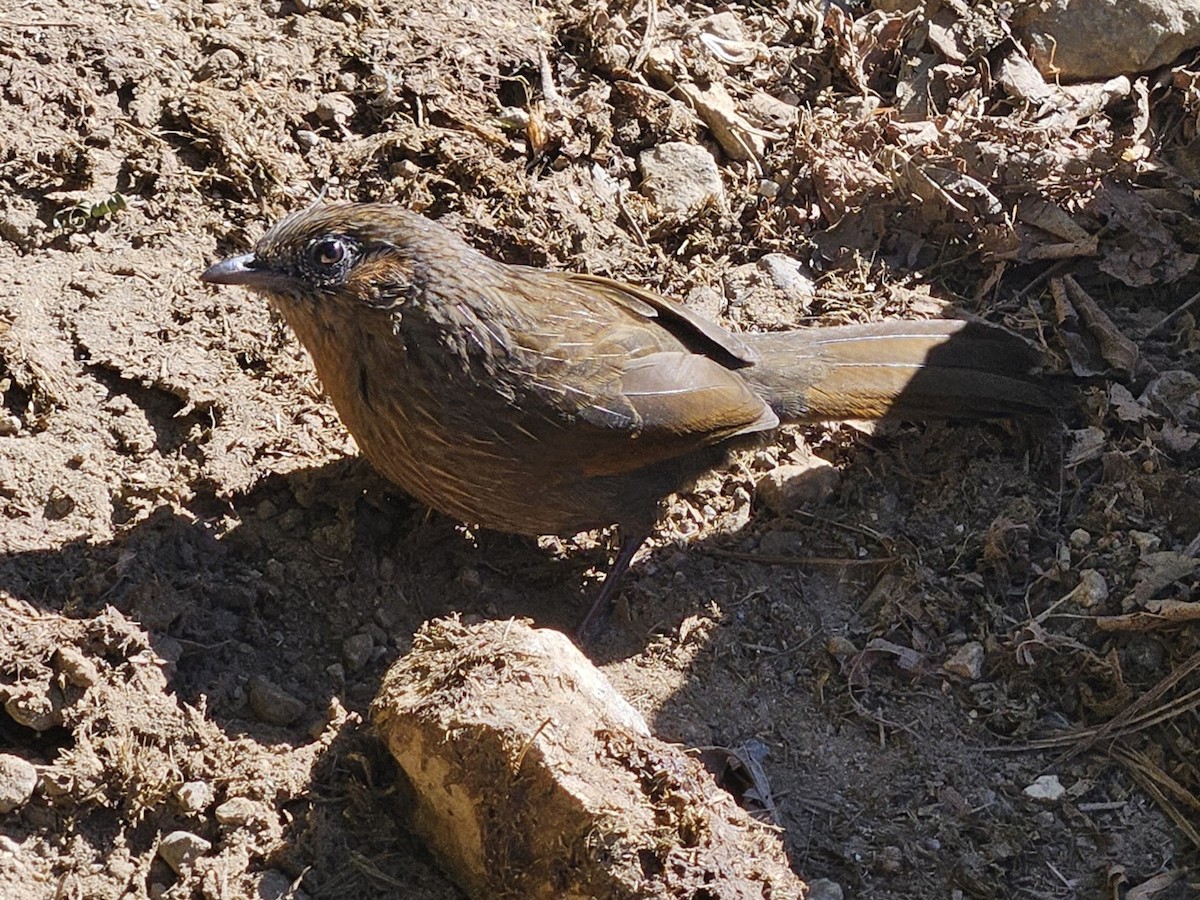 Chestnut-crowned Laughingthrush - ML643812907