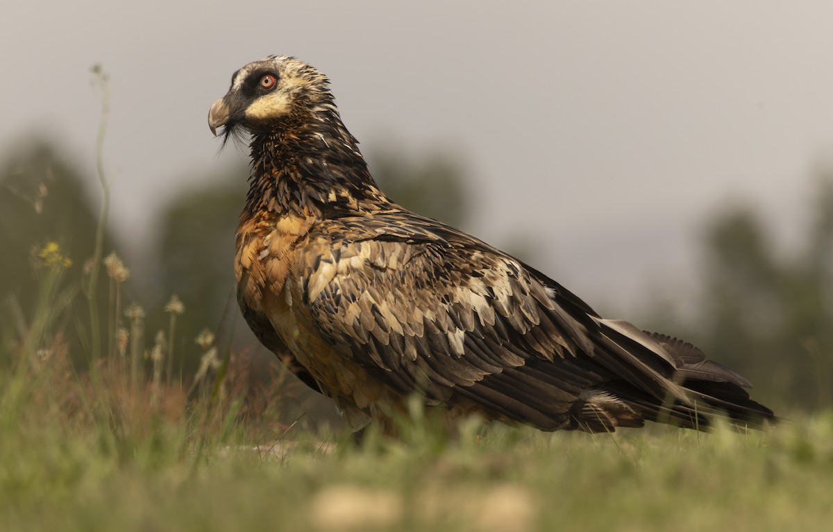 Bearded Vulture - ML643812917