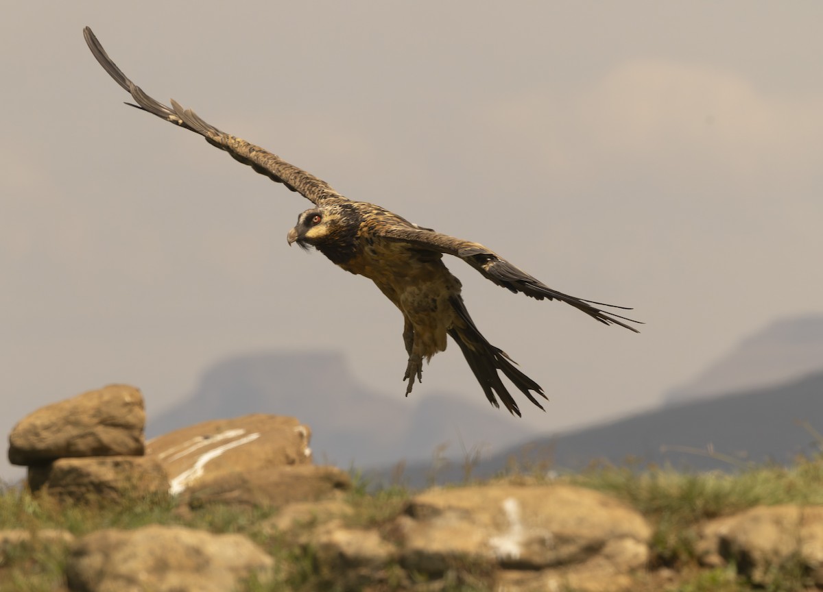 Bearded Vulture - ML643812944
