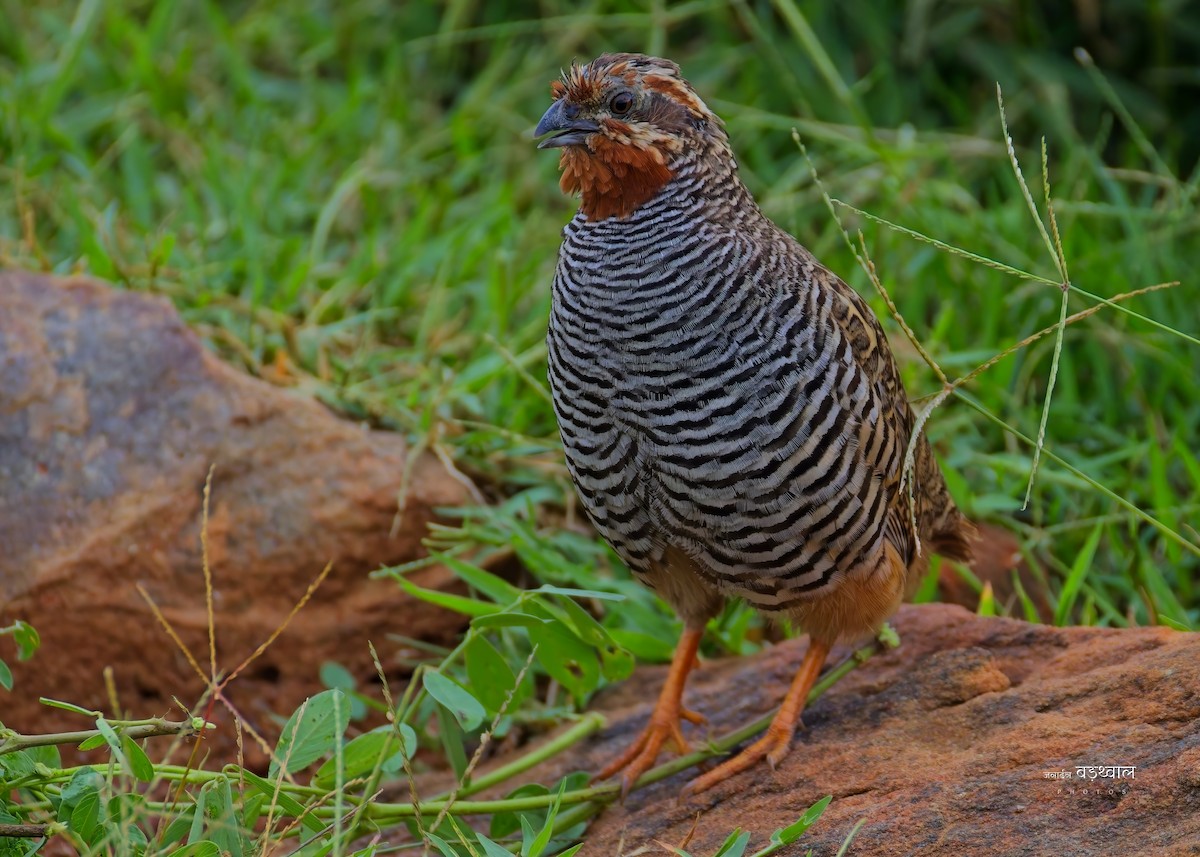 Jungle Bush-Quail - ML643812949