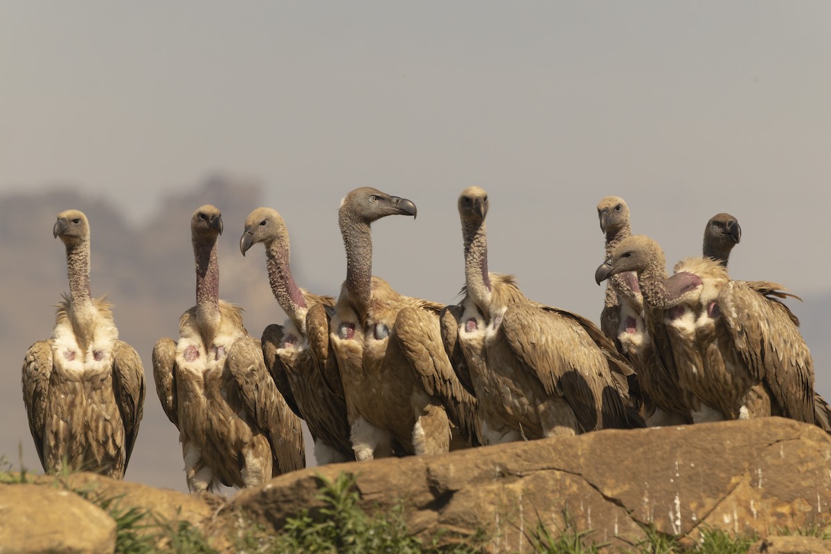 Kapgeier - ML643812958