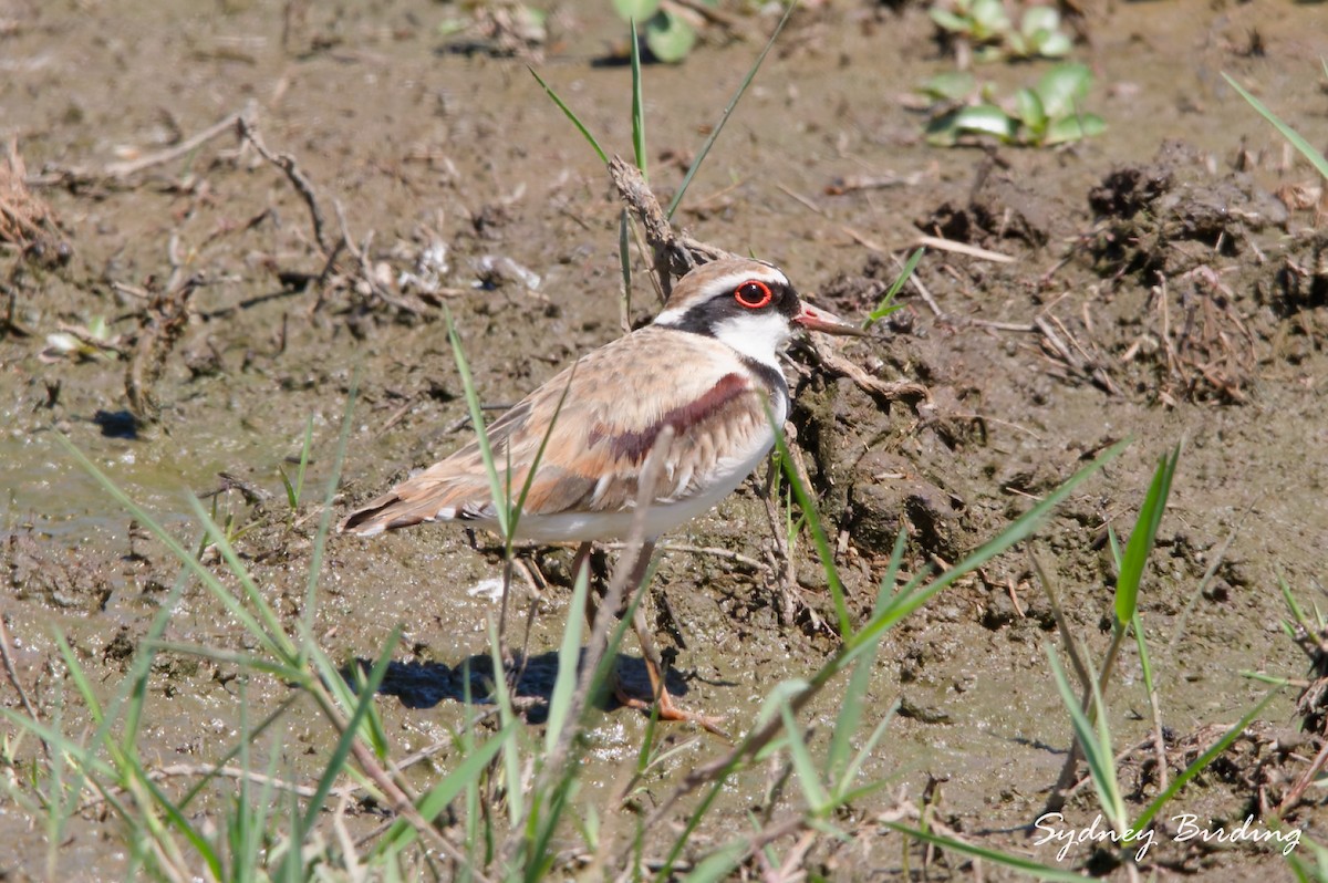 Black-fronted Dotterel - ML643812962