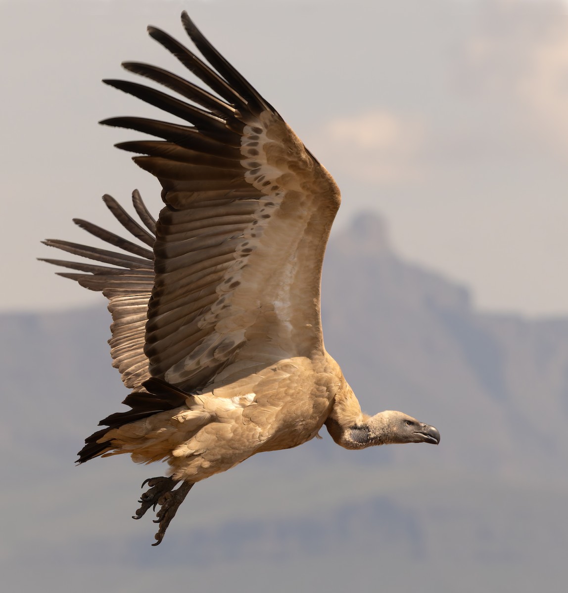 Kapgeier - ML643812970