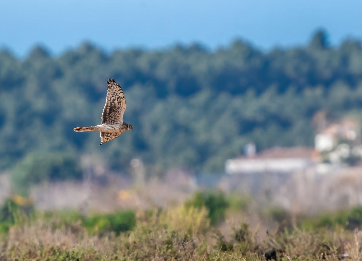 Pallid Harrier - ML643812971