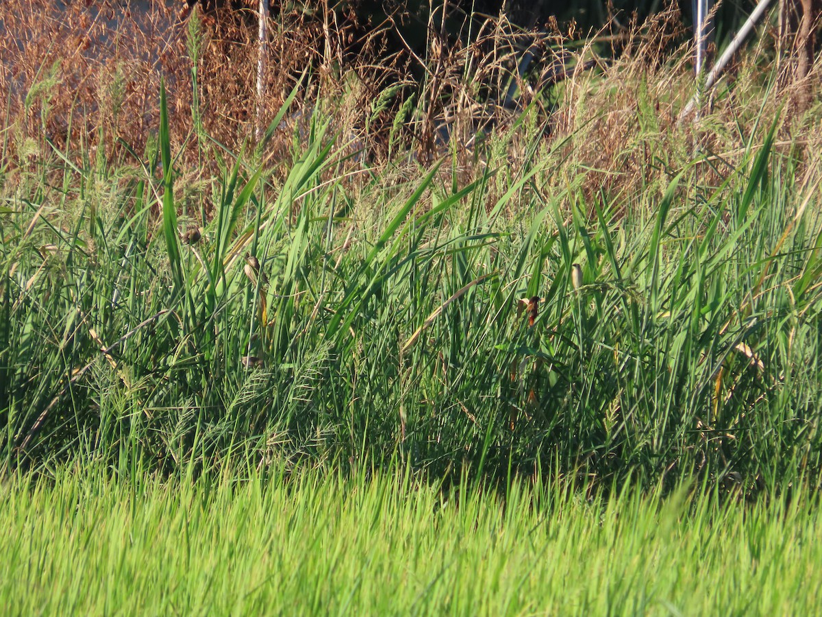 Chestnut Munia - ML643812982