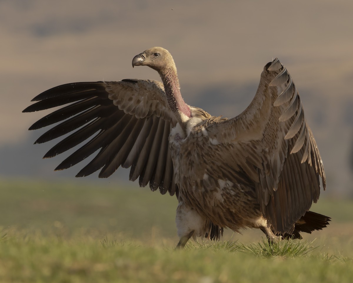 Kapgeier - ML643812986