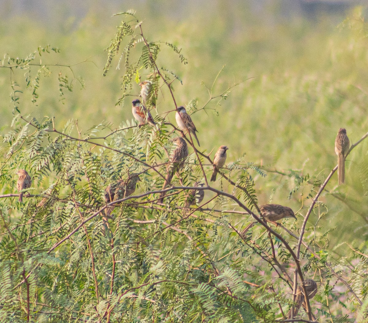 House Sparrow - ML643812995