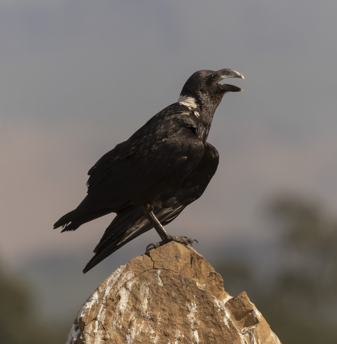 White-necked Raven - ML643812996