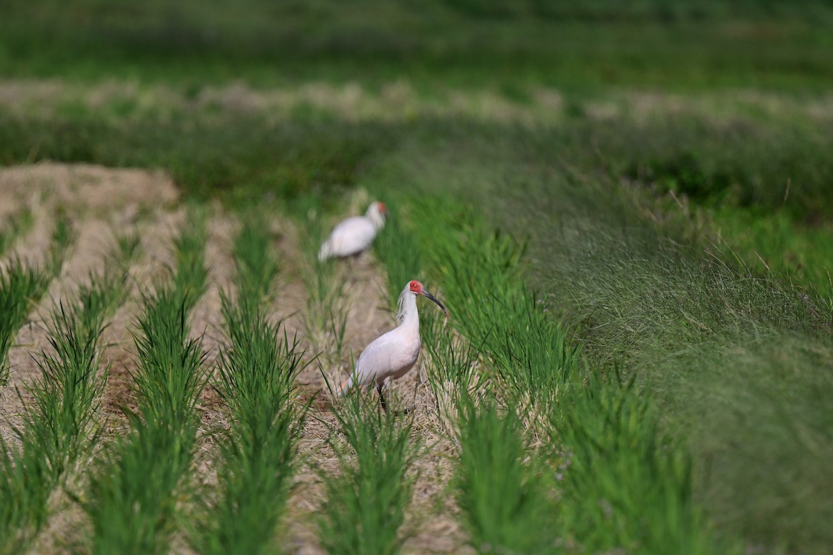 Crested Ibis - ML643812999