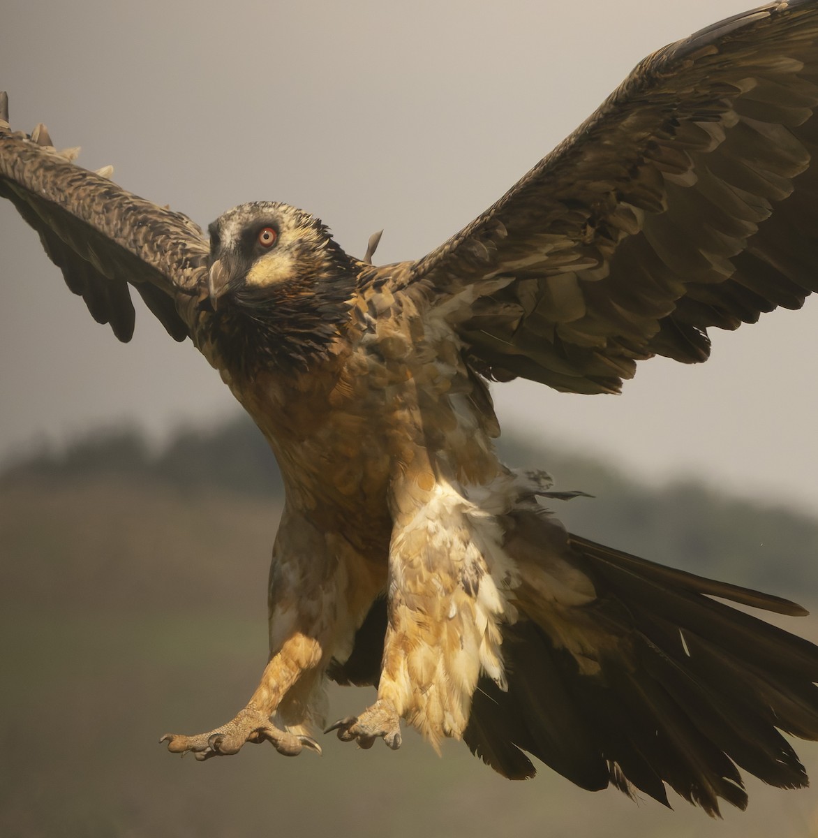 Bearded Vulture - ML643813002