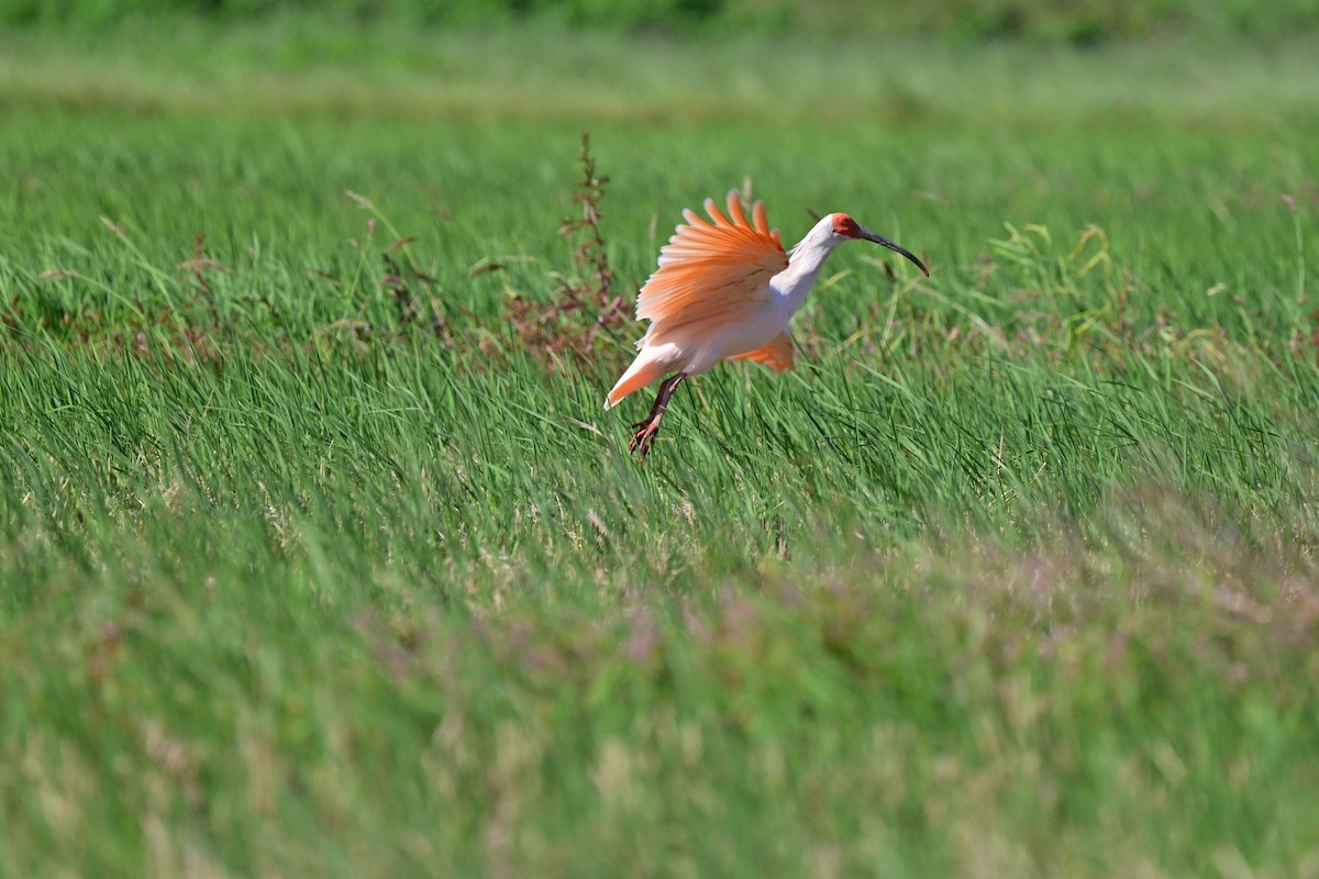 Crested Ibis - ML643813003