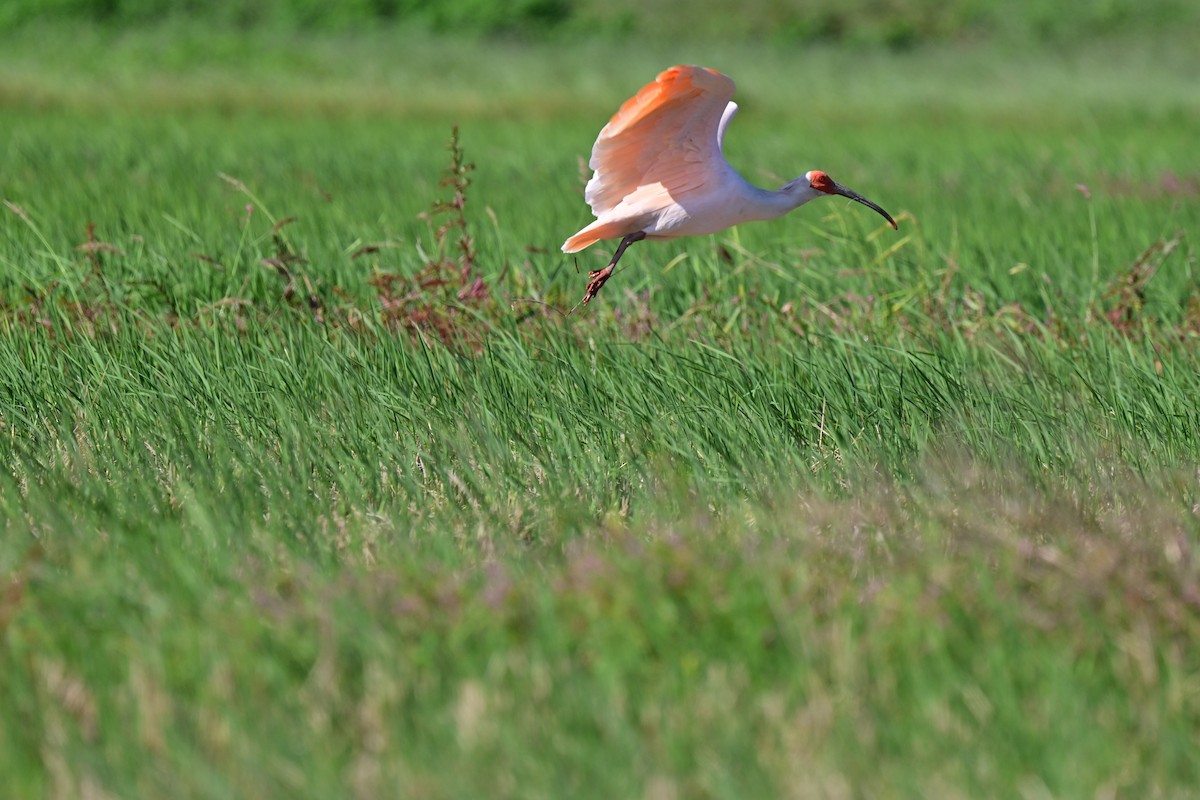 Crested Ibis - ML643813011