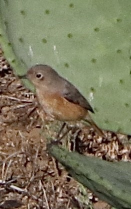 Moussier's Redstart - ML643813012