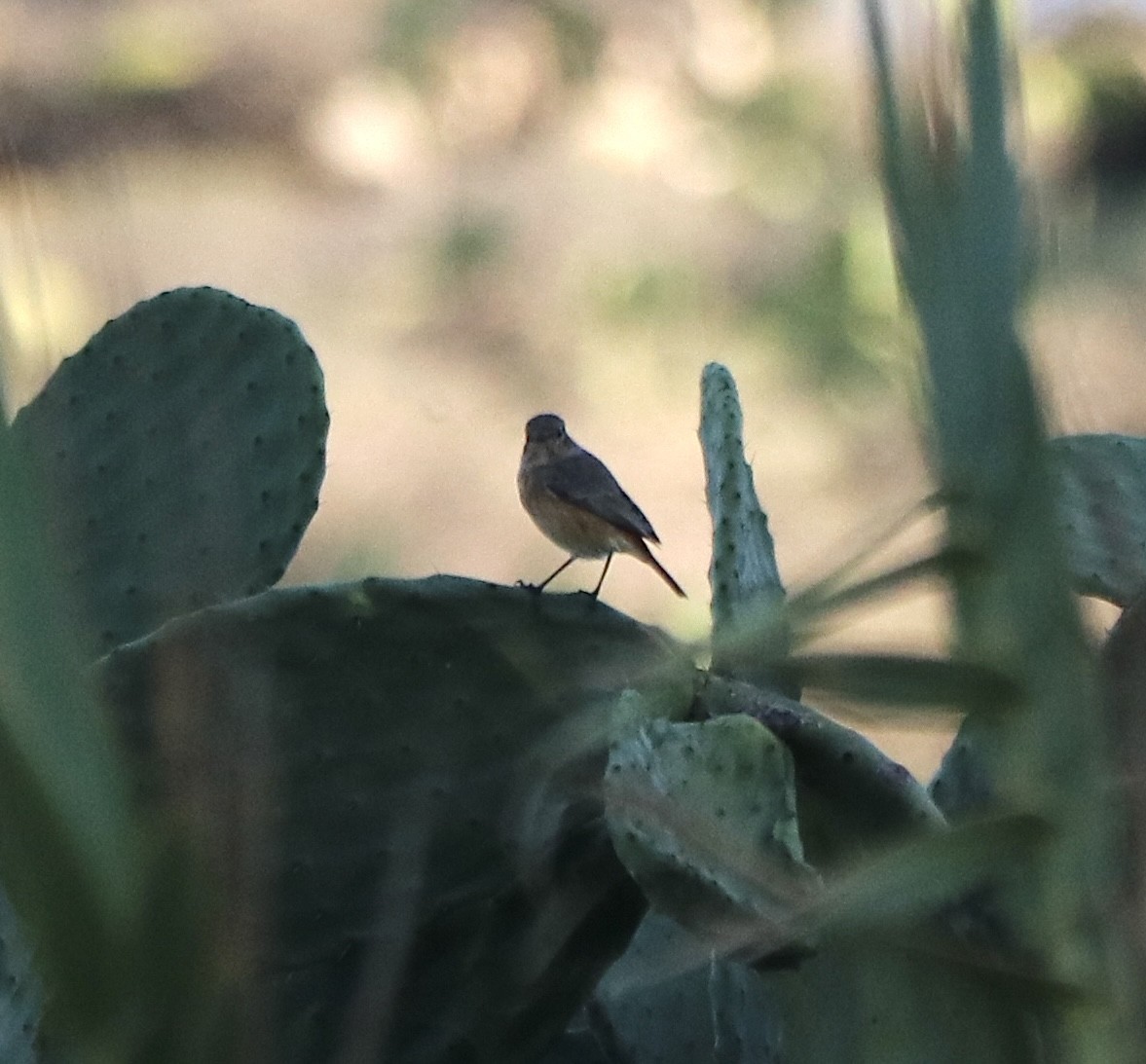 Moussier's Redstart - ML643813013