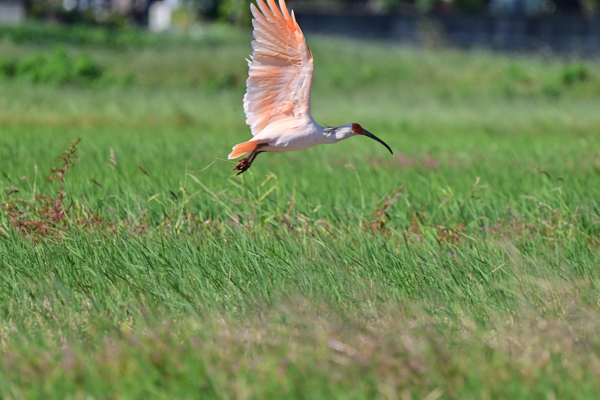 Crested Ibis - ML643813018