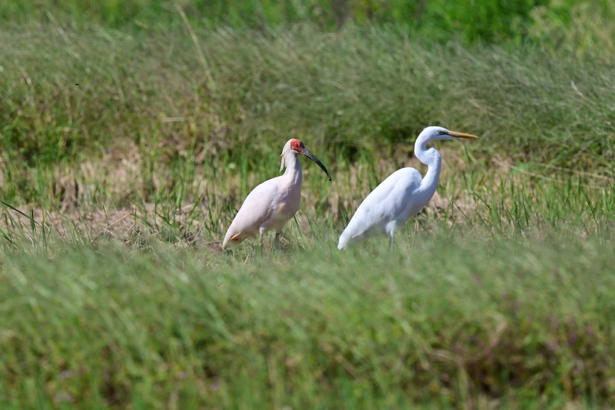 Crested Ibis - ML643813022