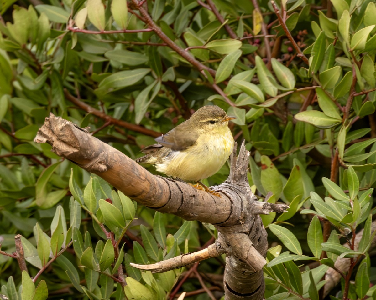 Mosquitero Musical - ML643813030