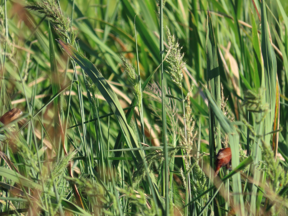 Chestnut Munia - ML643813032