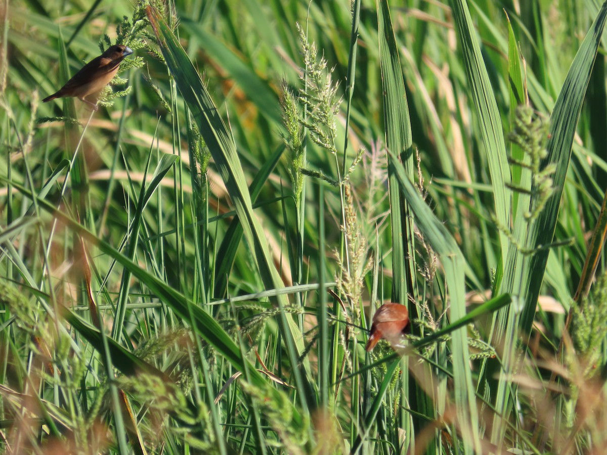 Chestnut Munia - ML643813033
