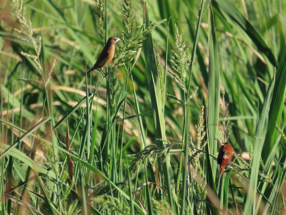Chestnut Munia - ML643813034