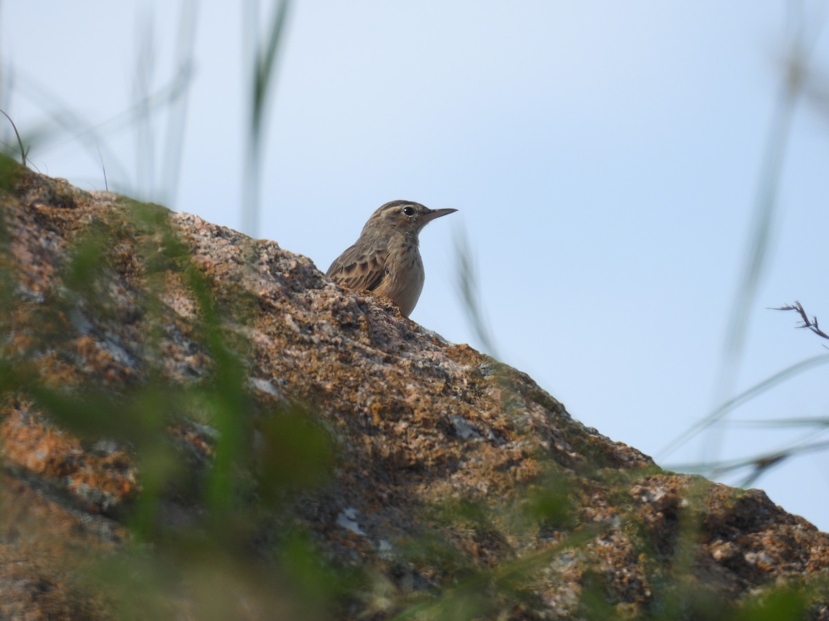 Long-billed Pipit - ML643813058