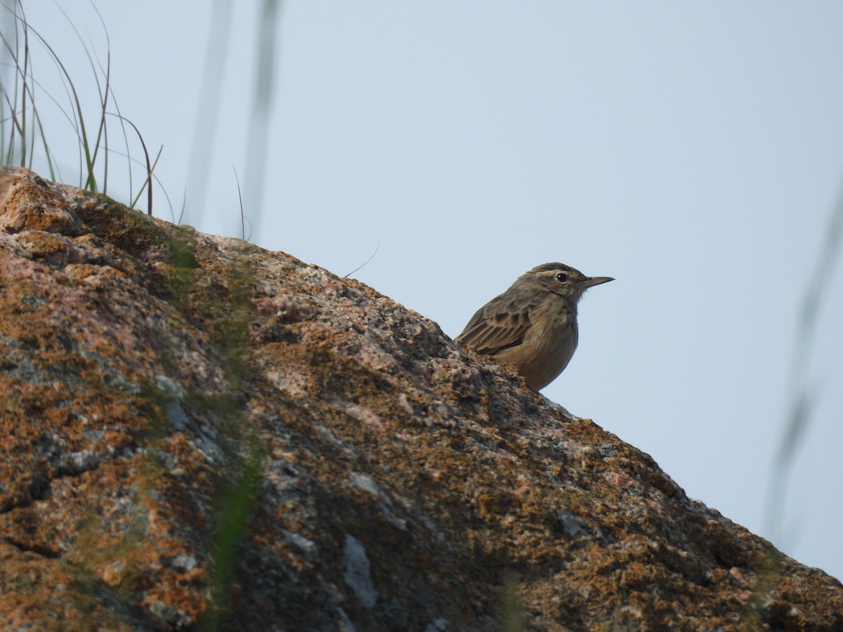 Long-billed Pipit - ML643813059