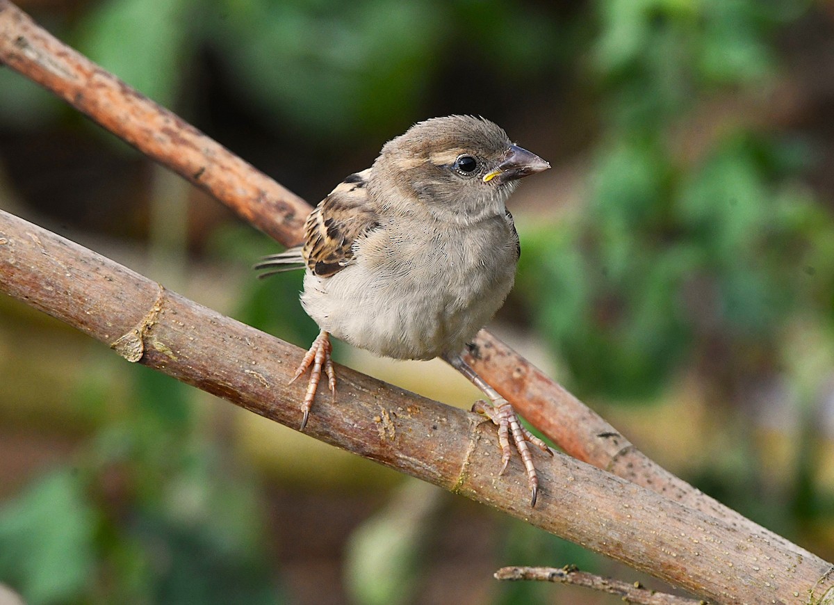 House Sparrow - ML643813081