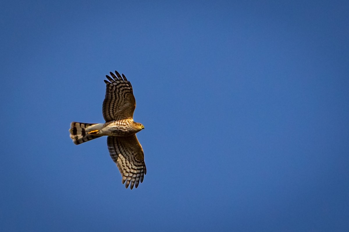 Sharp-shinned Hawk - ML643813090