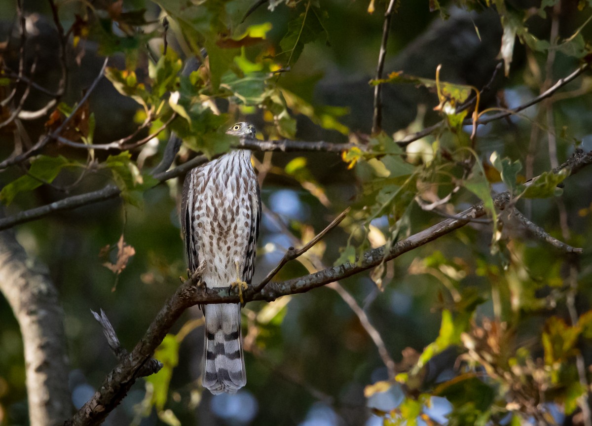 Sharp-shinned Hawk - ML643813091