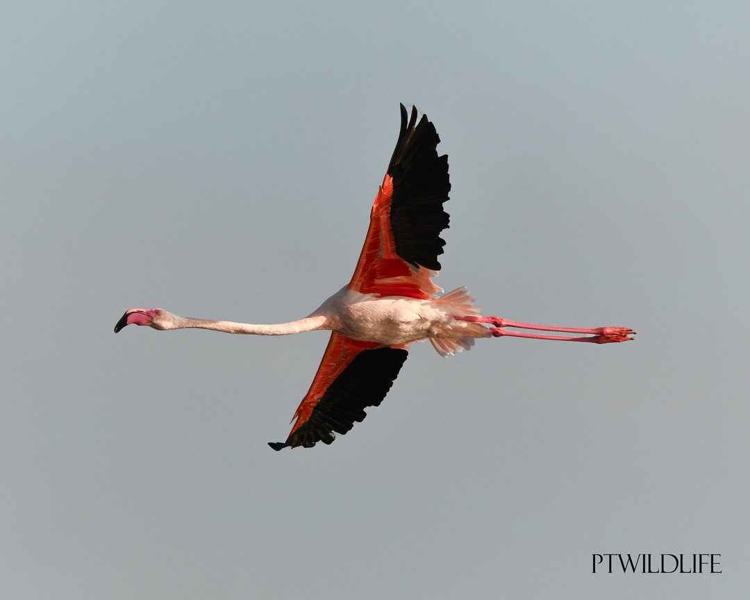 Greater Flamingo - ML643813092