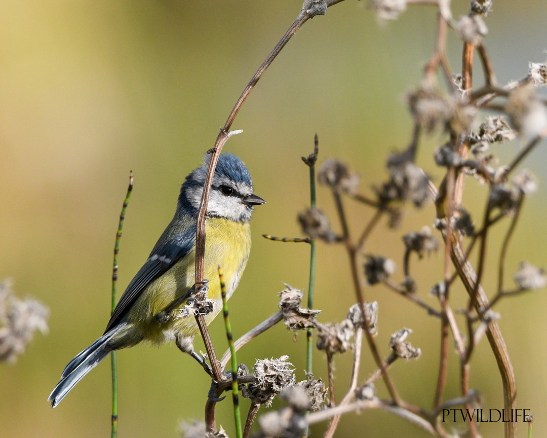 Eurasian Blue Tit - ML643813103