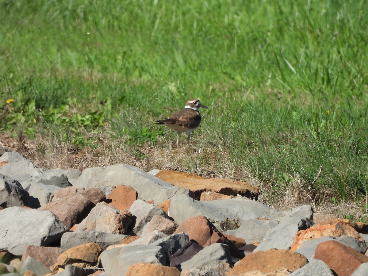 Killdeer - ML643813105