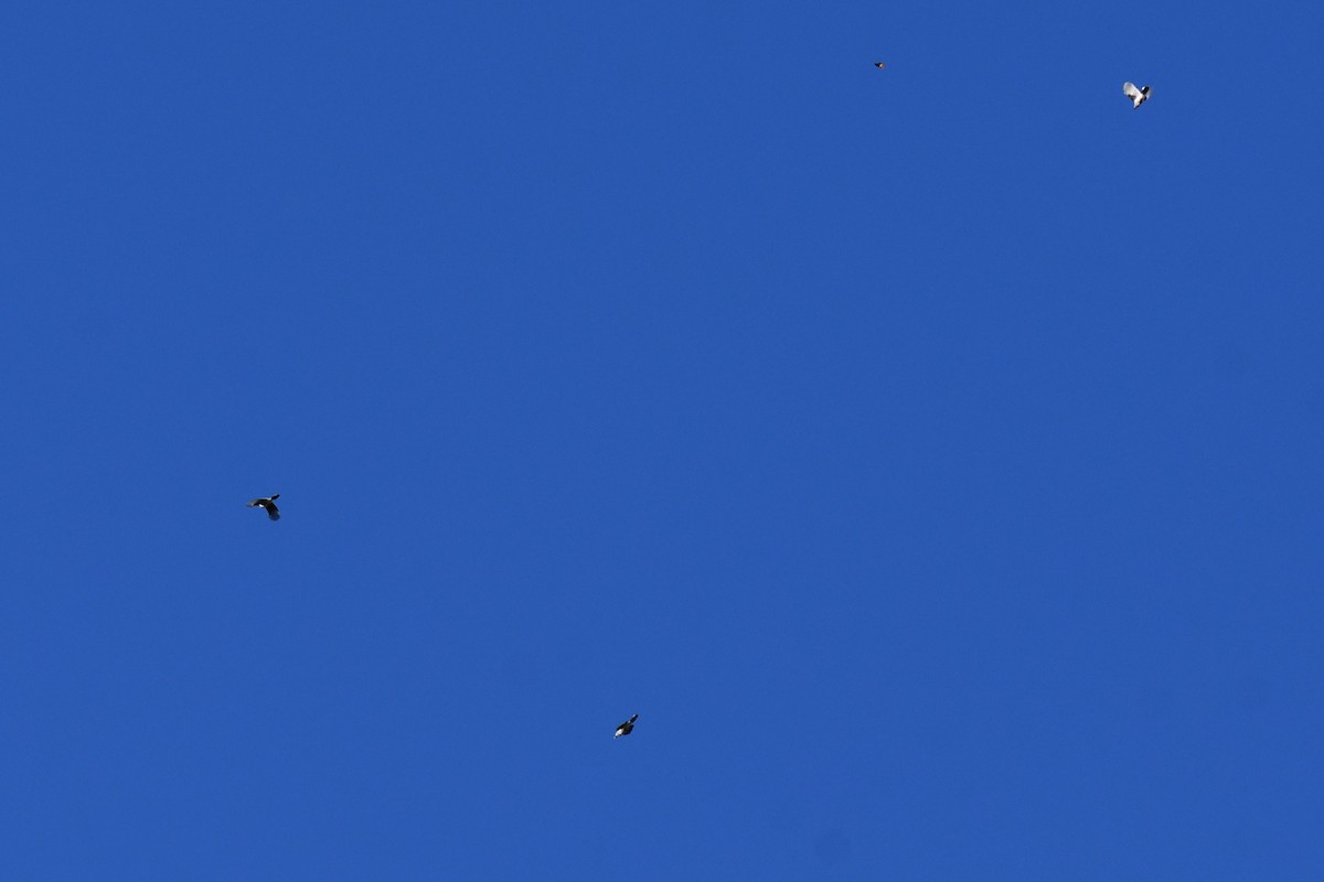 Geai bleu - ML643813122