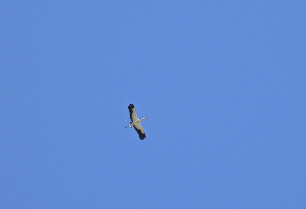 Maguari Stork - ML643813124