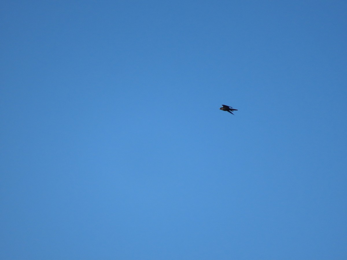 Peregrine Falcon - ML643813139