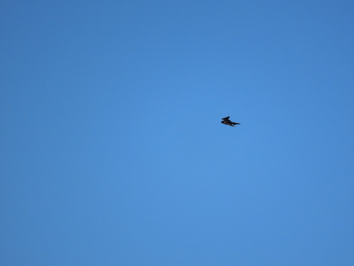 Peregrine Falcon - ML643813140