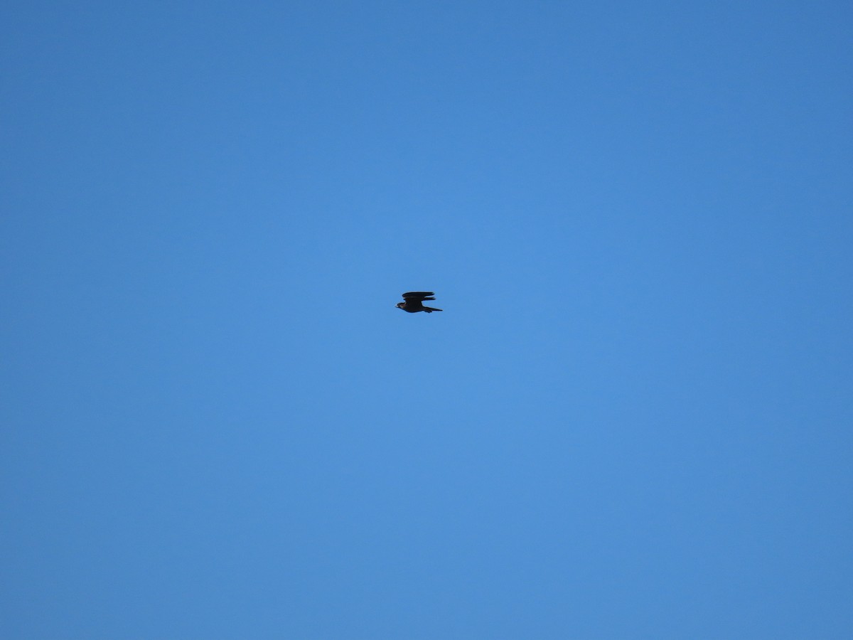 Peregrine Falcon - ML643813141