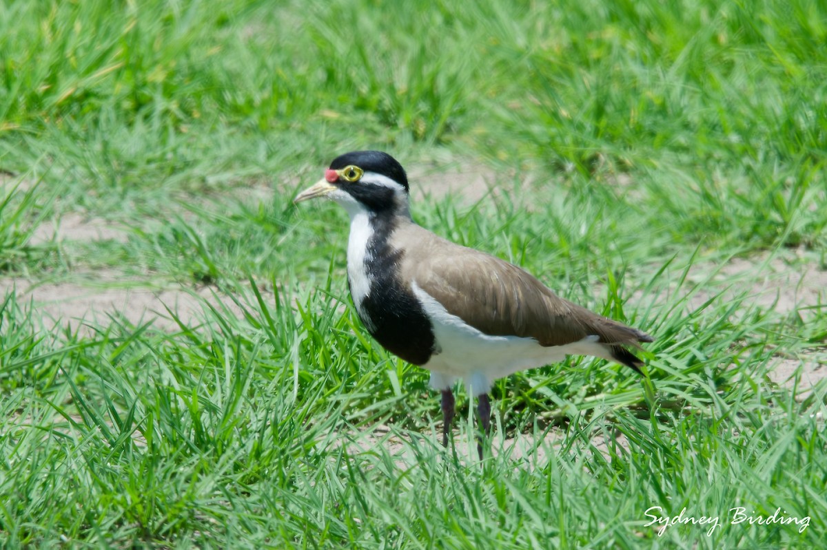 Banded Lapwing - ML643813142