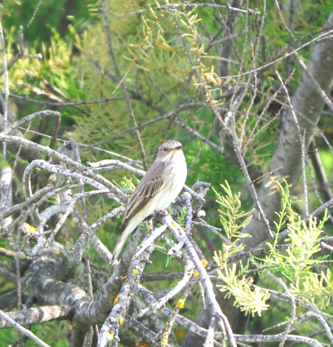Spotted Flycatcher - ML643813151