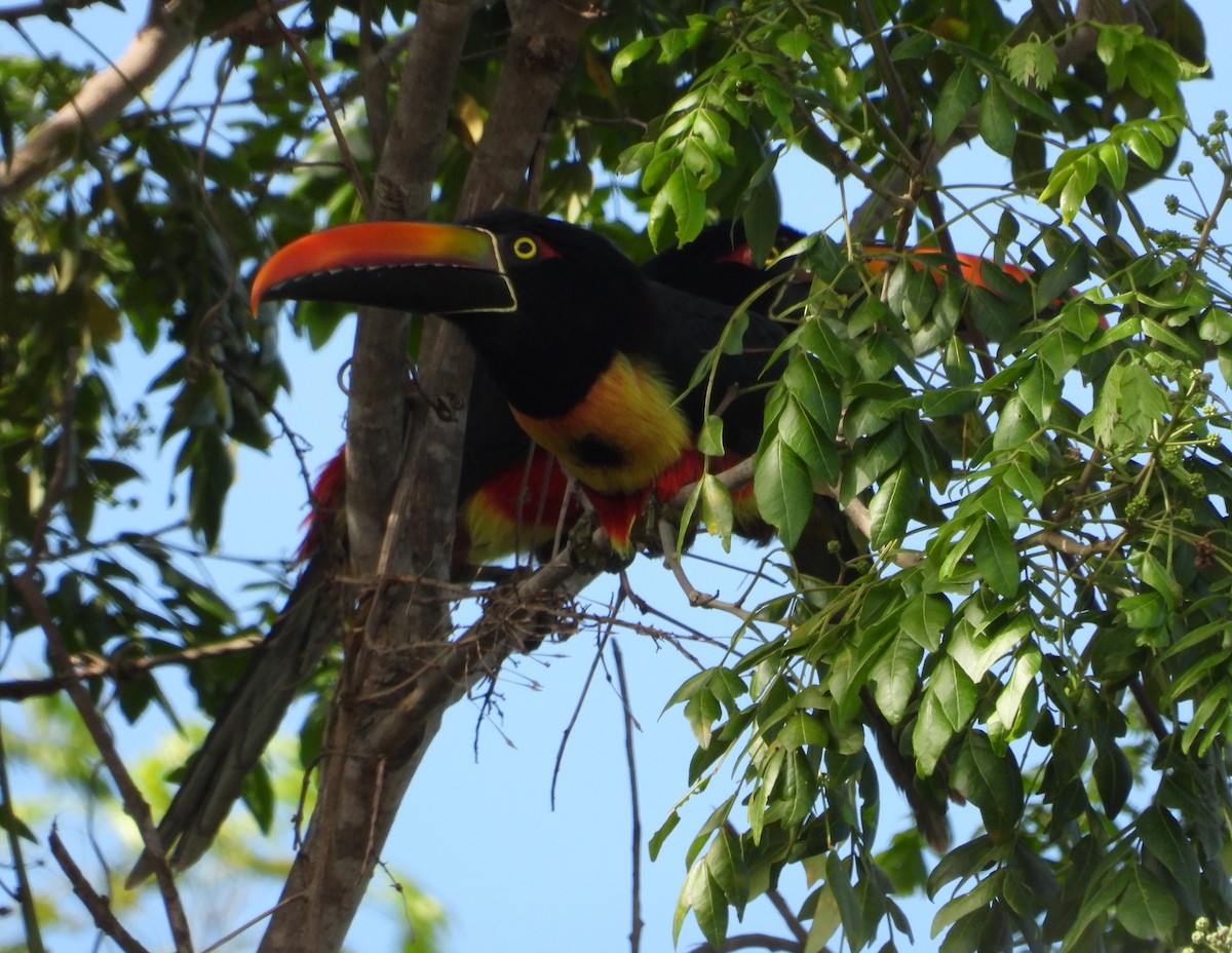 Fiery-billed Aracari - ML643813152