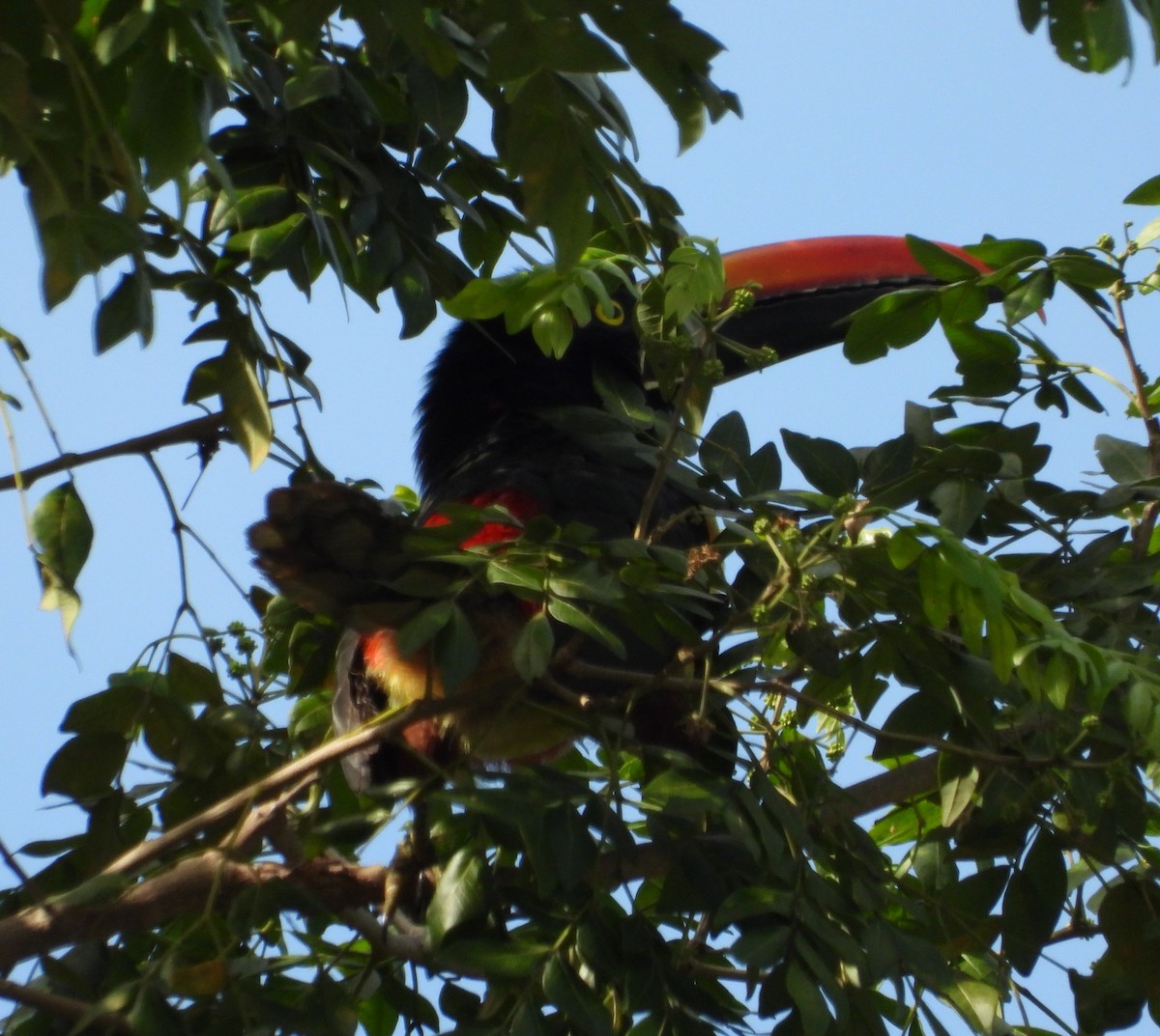 Fiery-billed Aracari - ML643813159