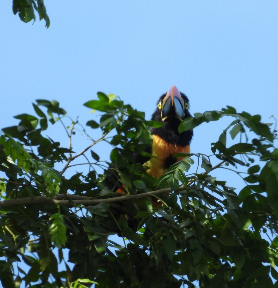 Fiery-billed Aracari - ML643813173
